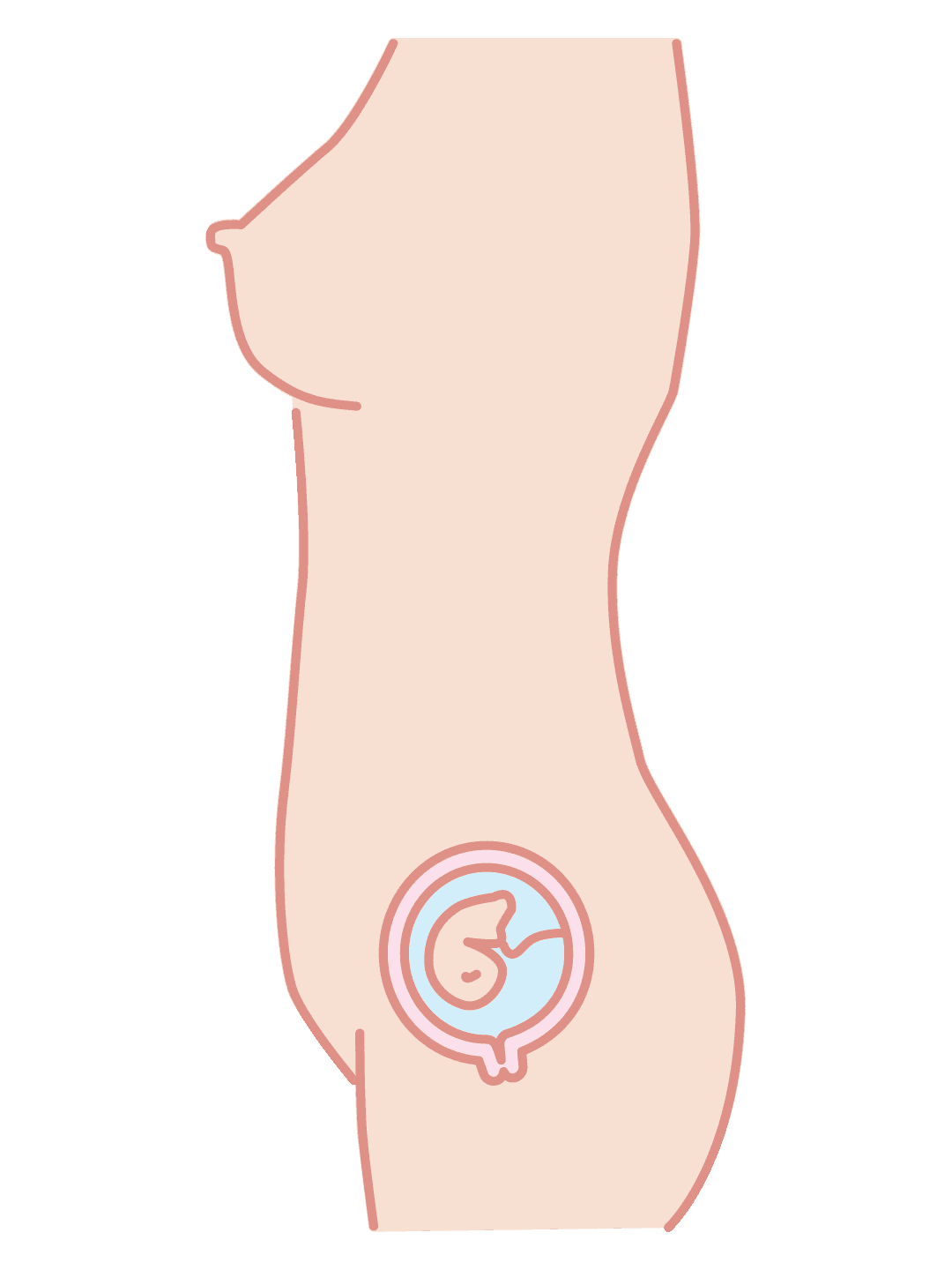 First trimester illustration