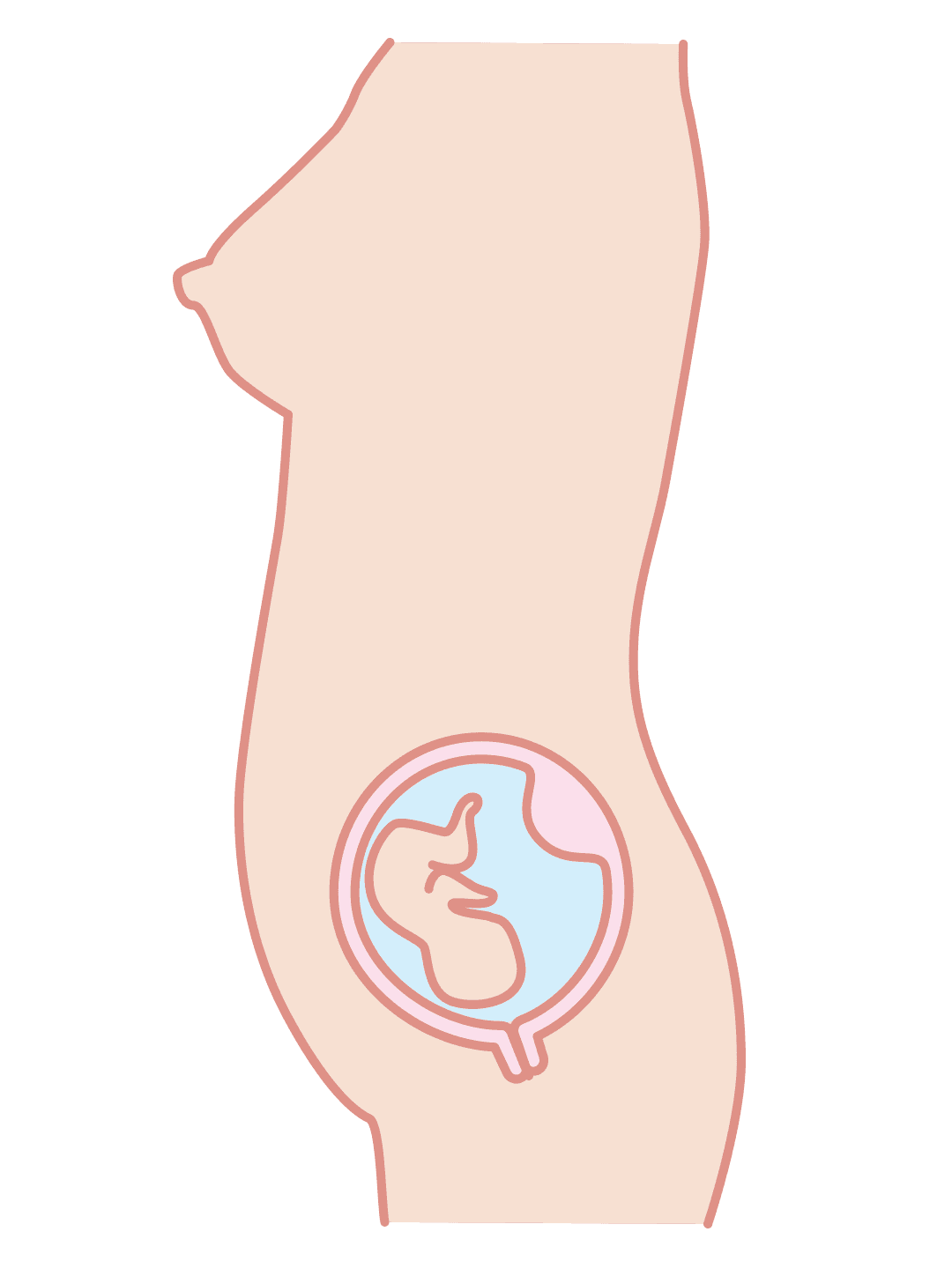 Second trimester illustration