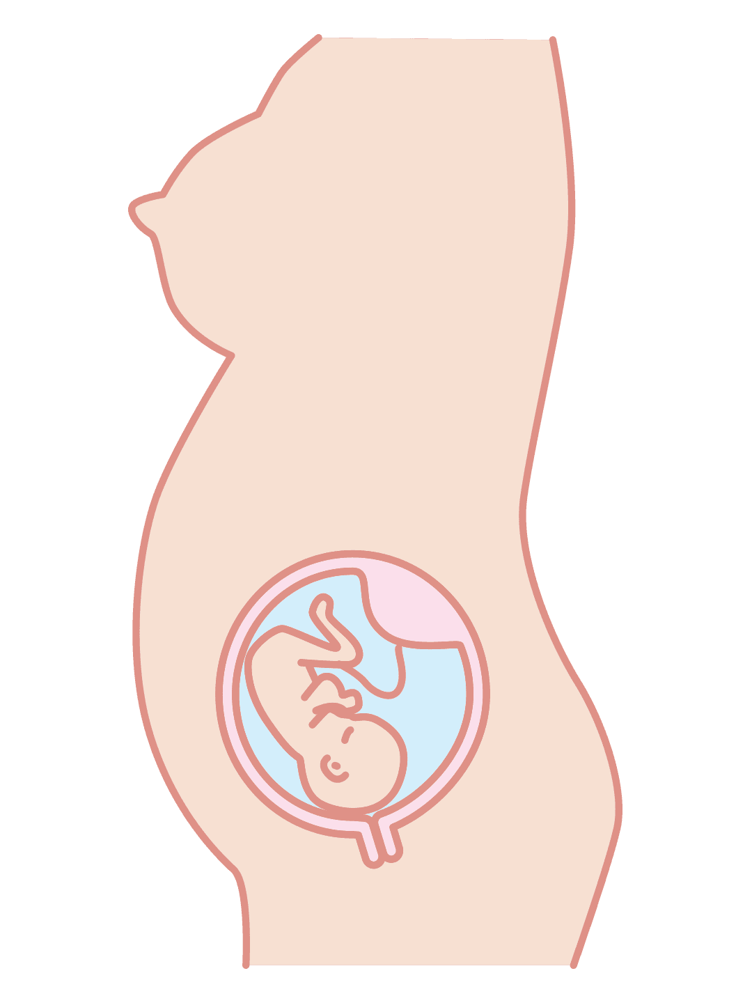 Third trimester illustration